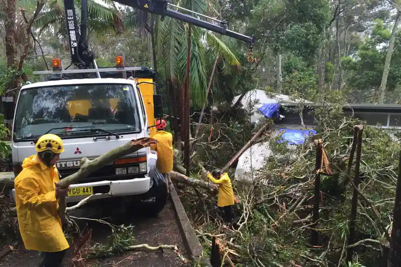 emergency tree removal sydney
