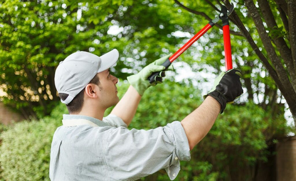 tree pruning costs