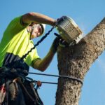 tree removalist