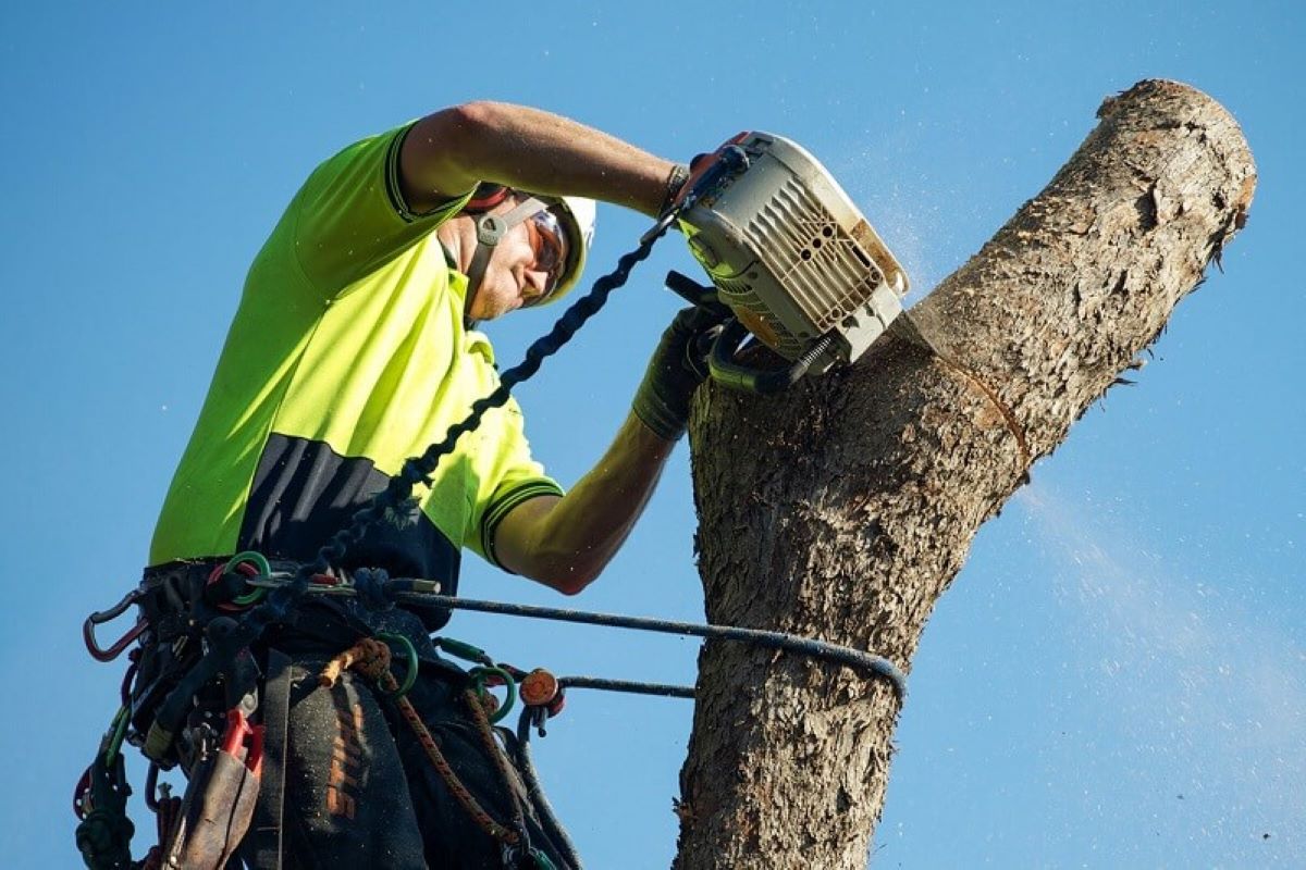 Arborist Castle Hill: Professional Tree Management for Growing Suburbs