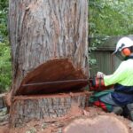 tree removalist