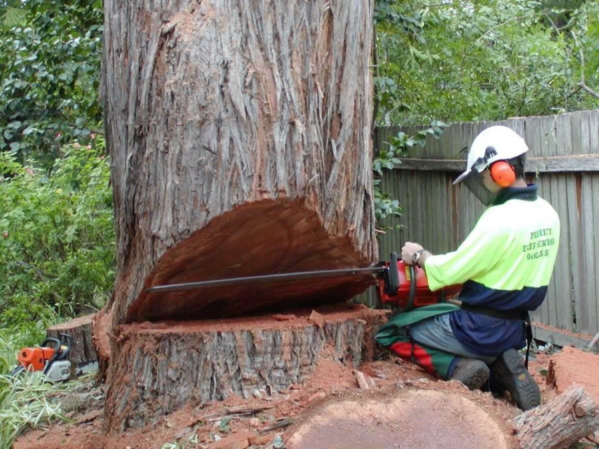 When A Tree Removalist Is Required For Insurance Claims