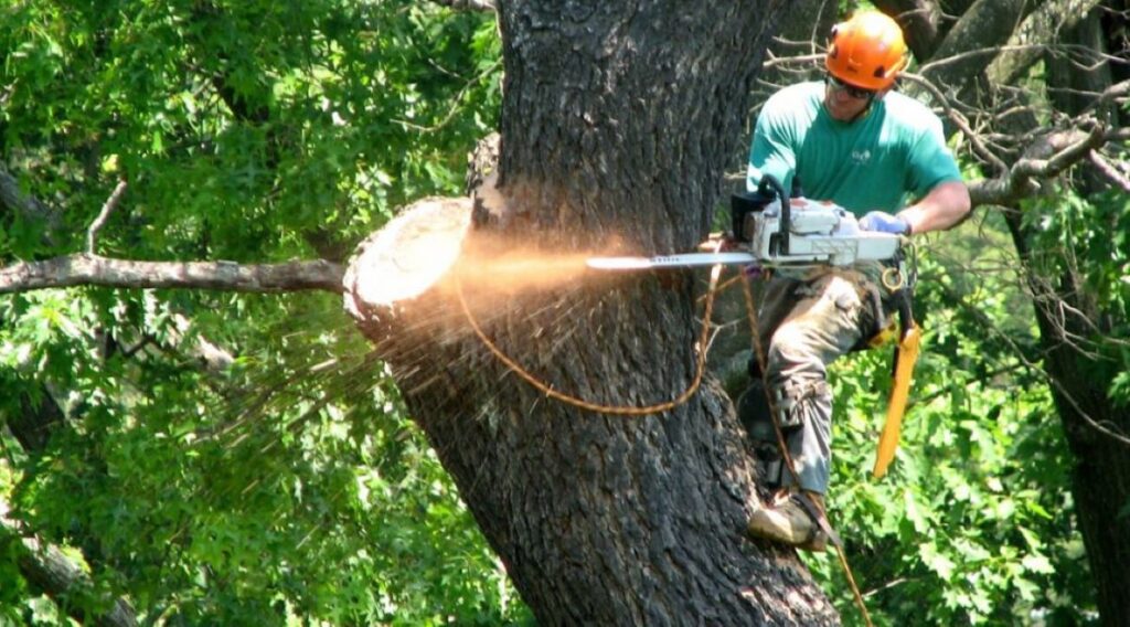 emergency tree removal sydney