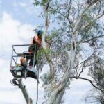 emergency tree removal sydney