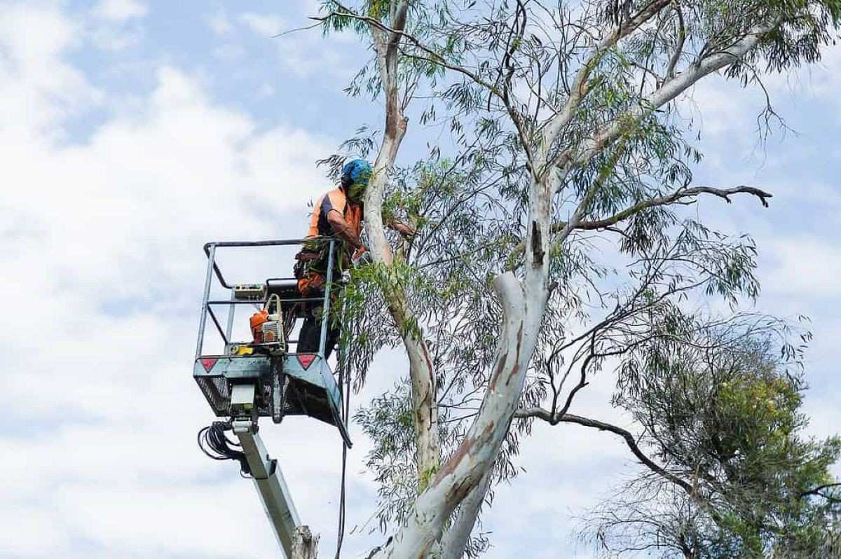 Is Emergency Tree Removal in Sydney Covered by Insurance?